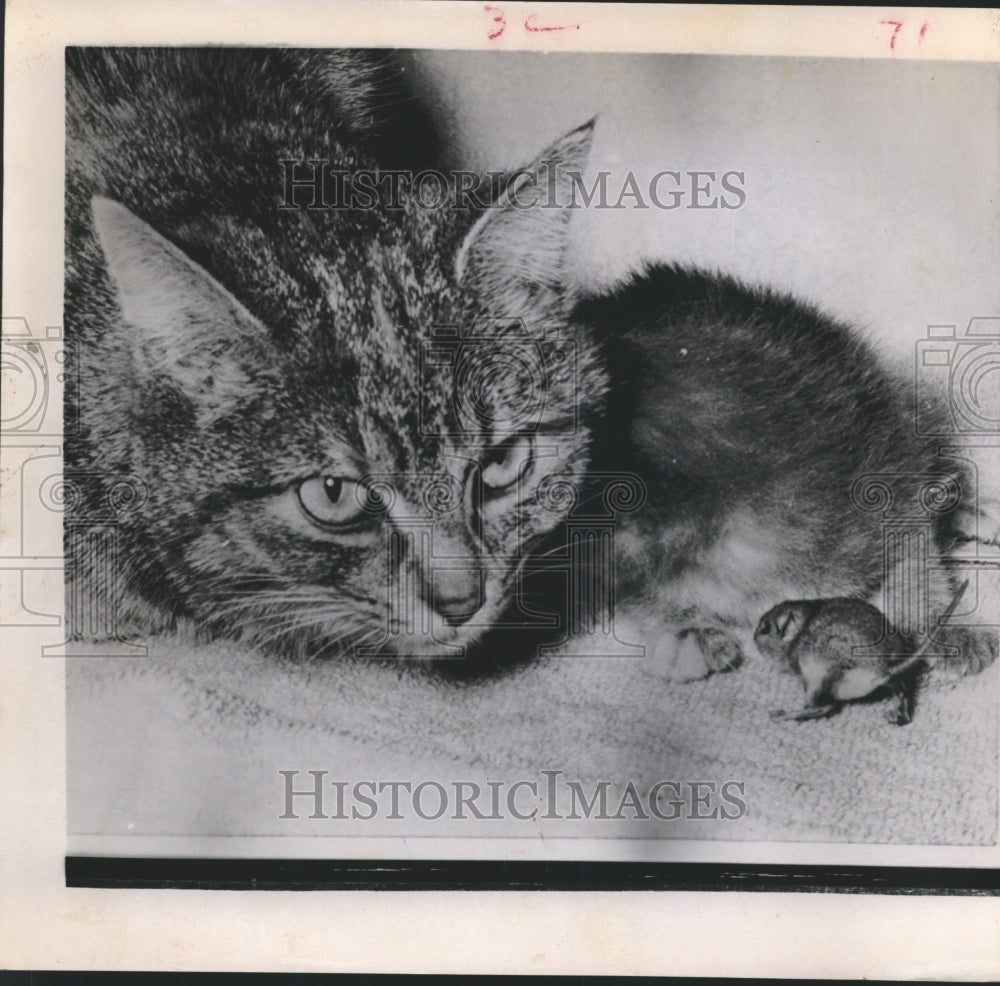 1961 Press Photo Cat and Mouse. - hca13058- Historic Images