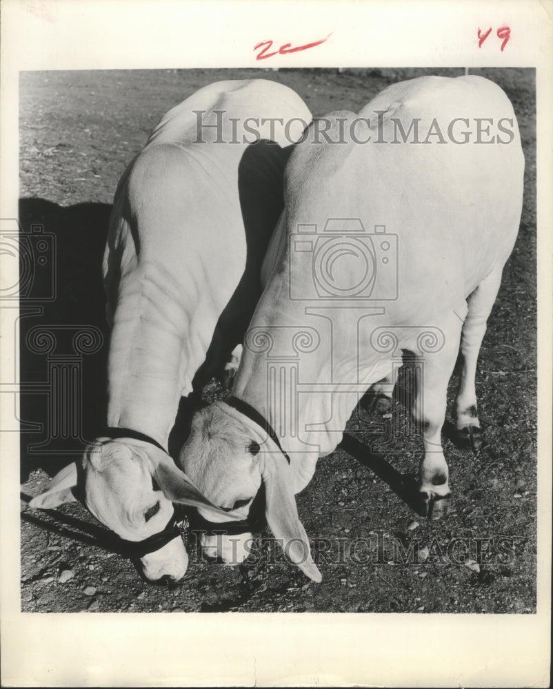 1966 Press Photo Pair of Registered Brahman American Breed Heifers in Houston.