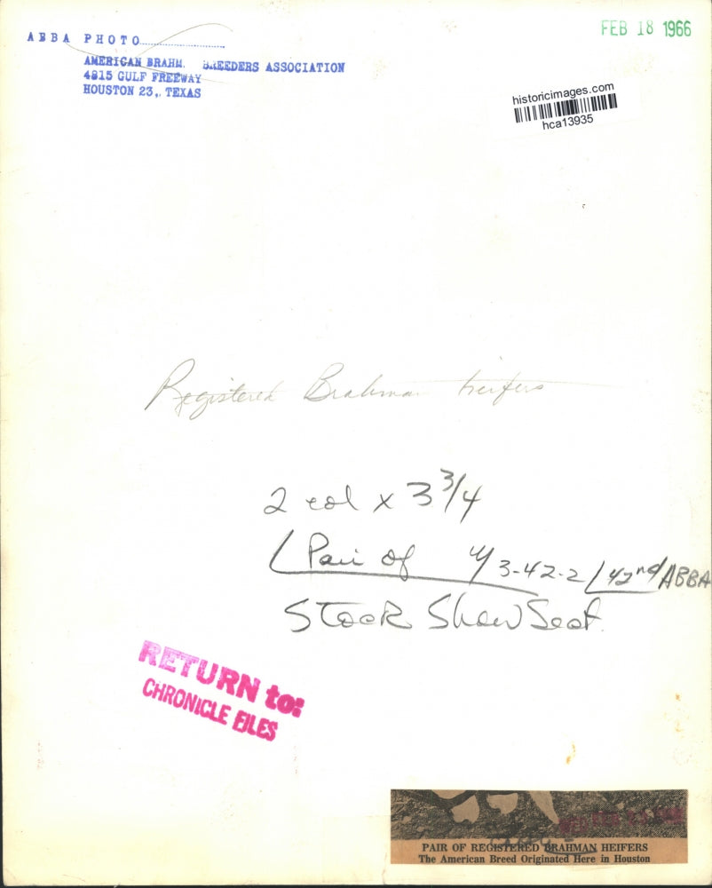 1966 Press Photo Pair of Registered Brahman American Breed Heifers in Houston.