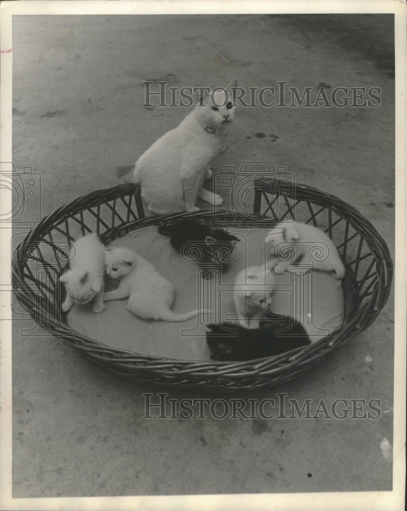 1971 Press Photo Snowball & her Kittens Relax In a Basket at Deer Park Home.
