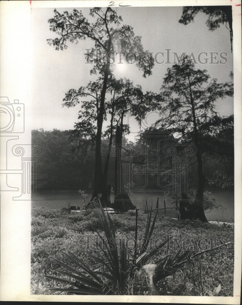 1970 Press Photo Trees along the pond at Eisenhower Park, Houston - hca14628
