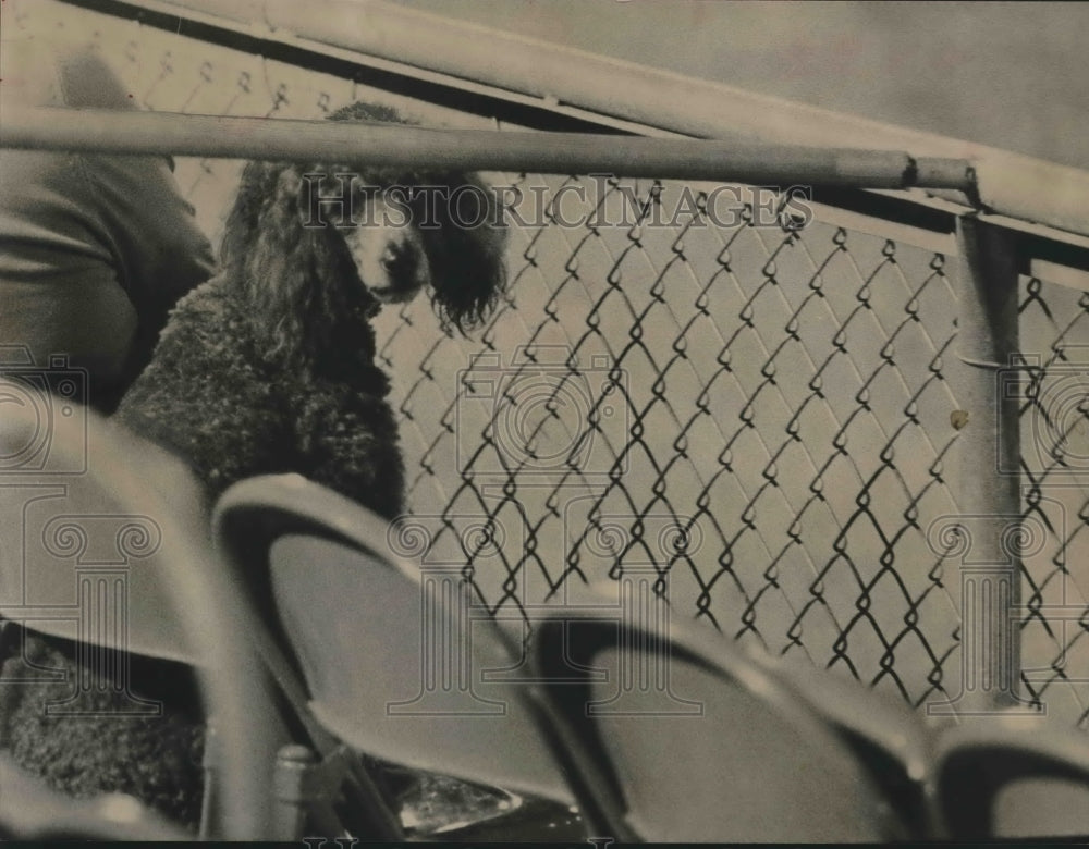 1964 Press Photo Poodle Dog sits on chair - hca17437