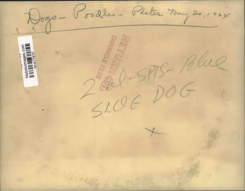 1964 Press Photo Poodle Dog sits on chair - hca17437