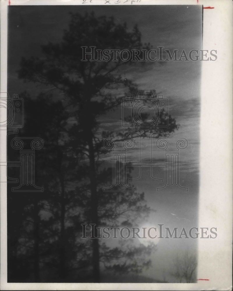 1968 Press Photo An East Texas Sunset Pine Trees Silhouetted against Sky- Historic Images