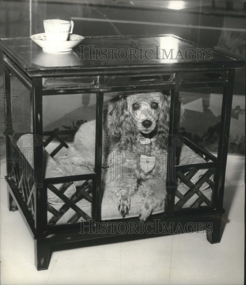 1969 Press Photo Poppyseed the Poodle Dog Relaxes in Her Bed Under The Table.- Historic Images