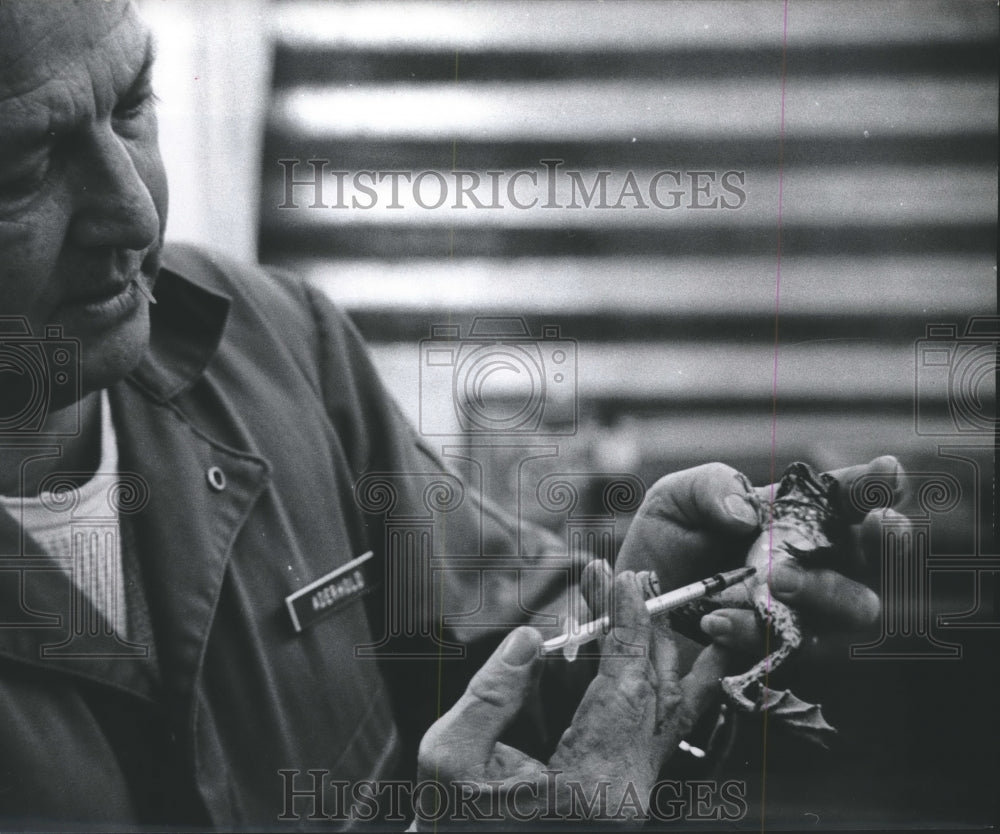 1973 Press Photo Aderhold gives a frog antibiotics for Scientific research