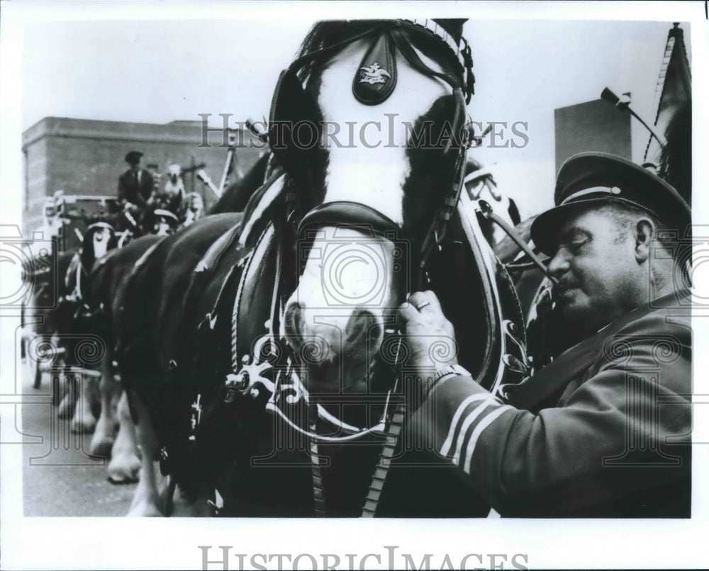 1968 Press Photo Driver prepares horse for rides on The Strand, Galveston, Texas