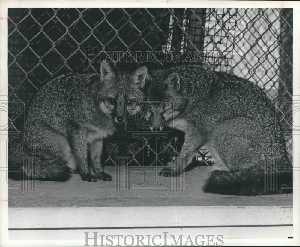1973 Press Photo Two gray foxes at the Pasadena's E. A. Dickerson Zoo