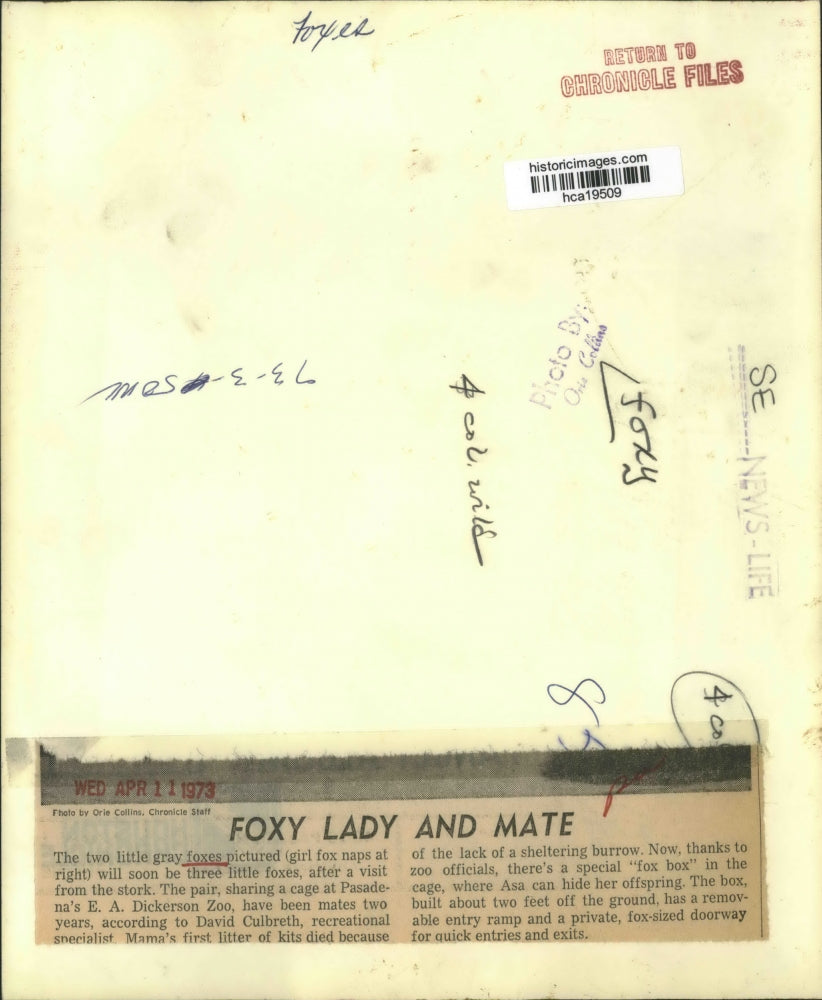 1973 Press Photo Two gray foxes at the Pasadena's E. A. Dickerson Zoo