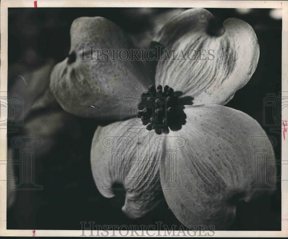 1969 Press Photo Dogwood Blossom. - hca20811- Historic Images