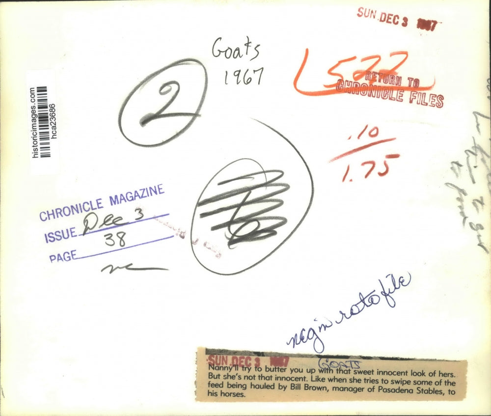 1967 Press Photo Bill Brown of Pasadena Stables escapes from Nanny the goat