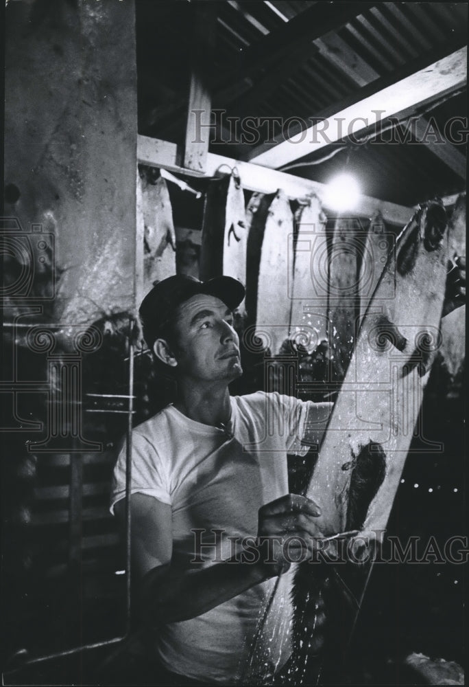 1974 Press Photo Furrier Robert Kelly checks drying hides. - hca23958