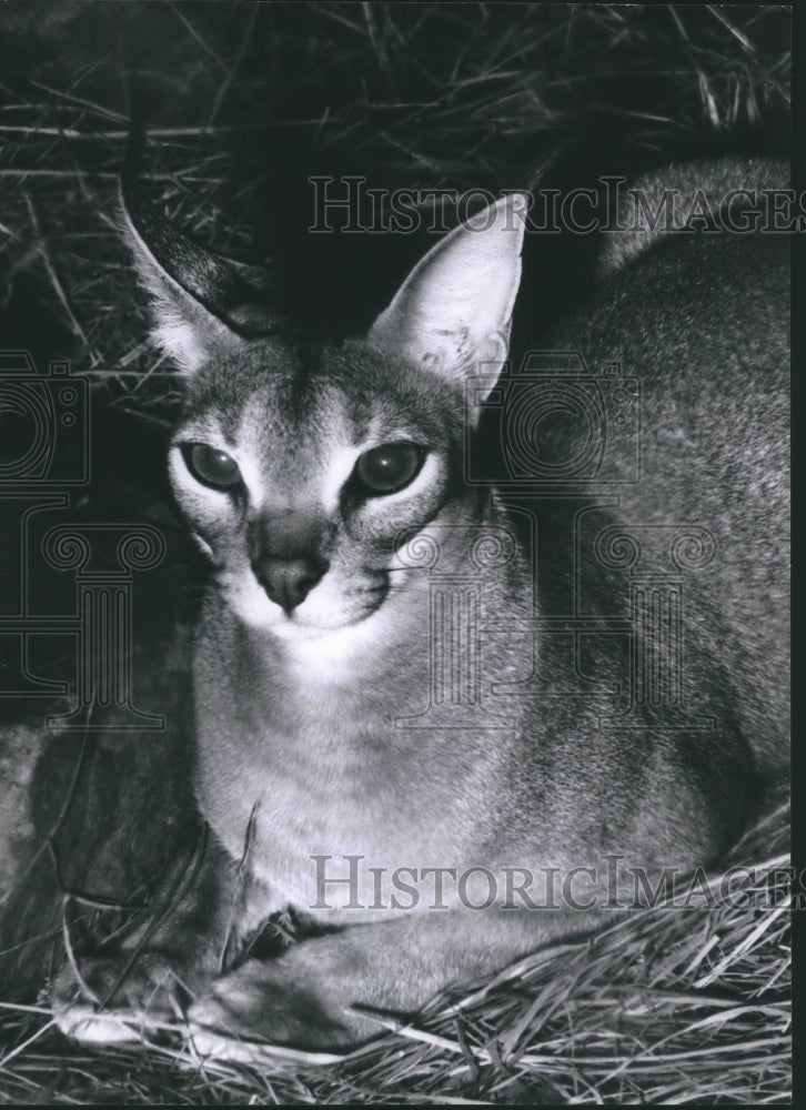 1968 Press Photo Caracal sits in hay - hca24219