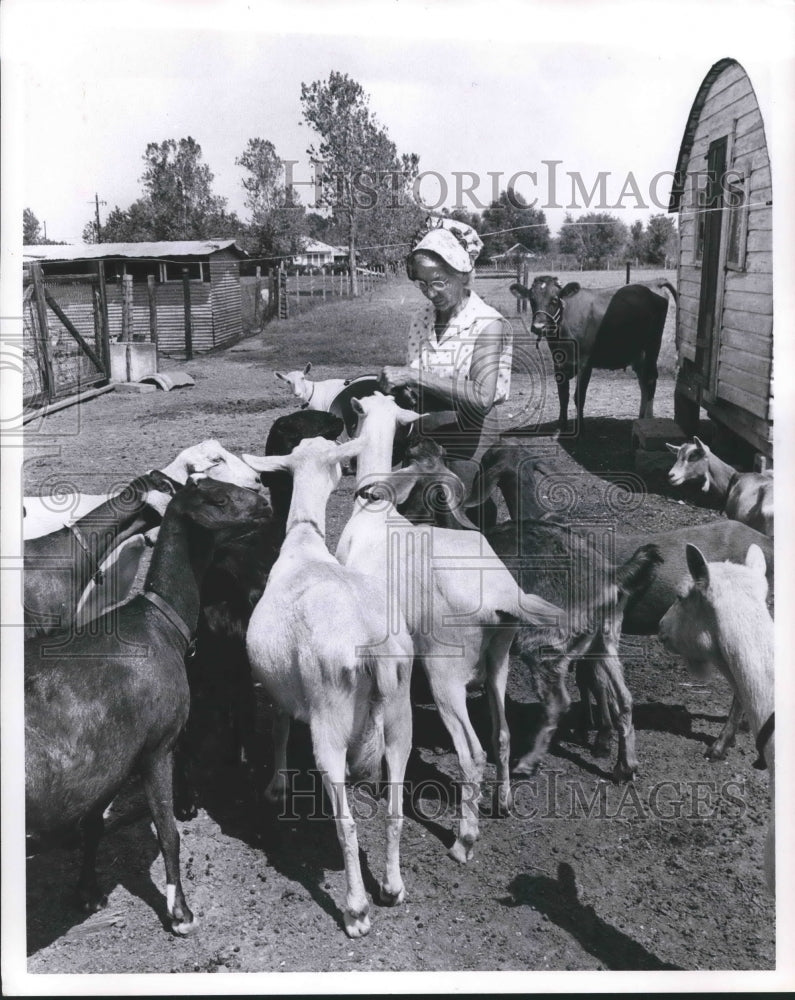 1963 Press Photo Goats - hca24351- Historic Images