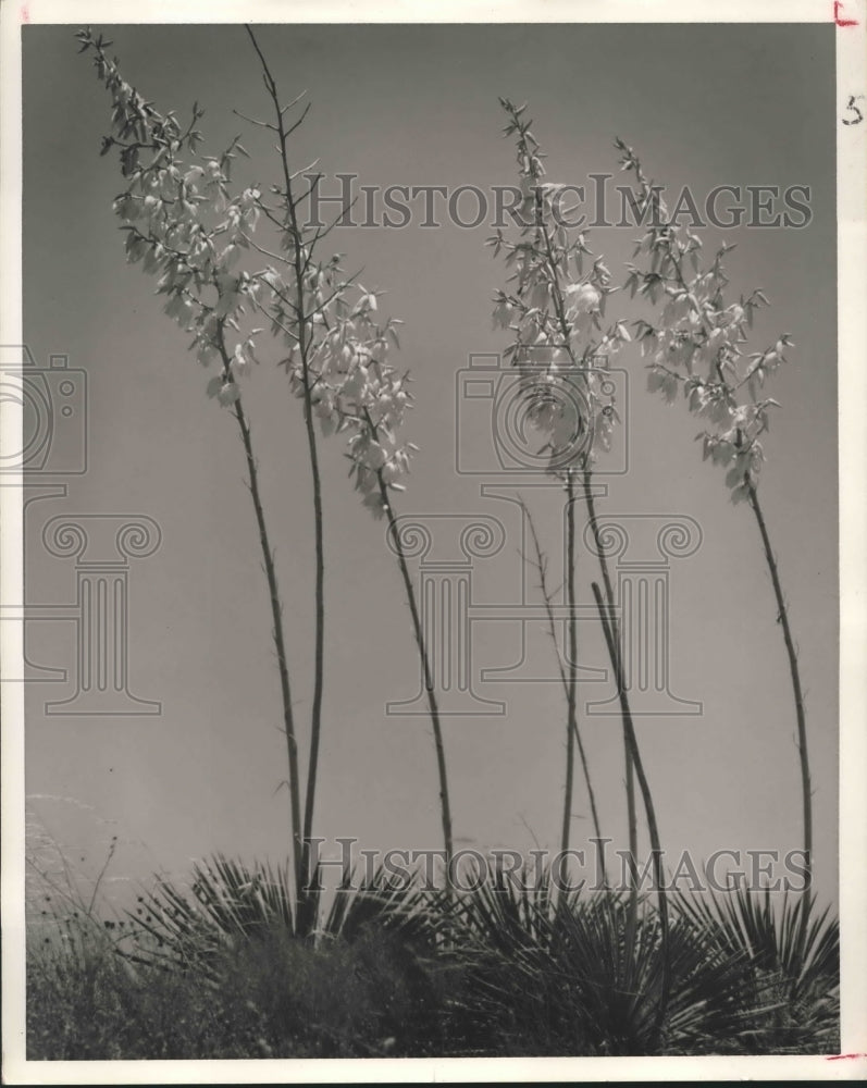 1962 Press Photo A Field of &quot;Soap Weed,&quot; a form of Yucca, Swaying in the Wind- Historic Images