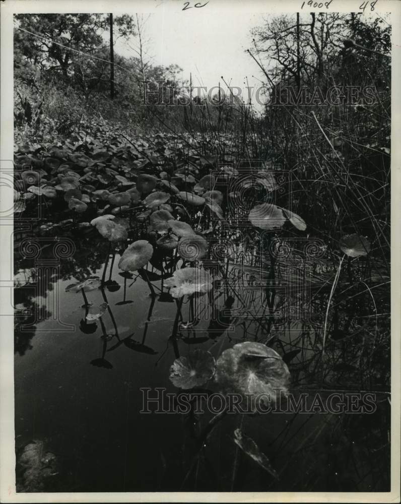 1969 Press Photo Harris Co ditch holds aquatic plants in Texas - hca26868