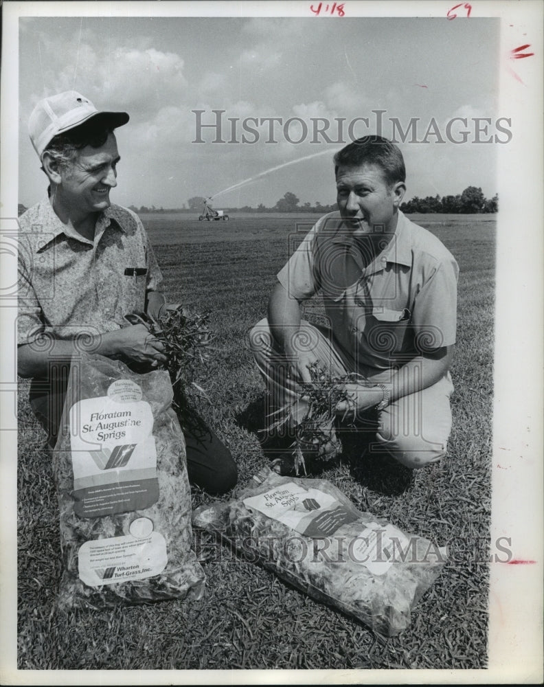 1973 Press Photo Men with new Floratam grass packaged by sprigs - hca27133