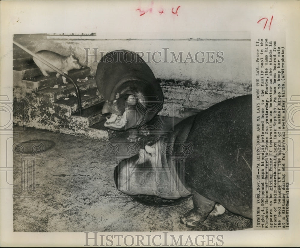 1962 Press Photo Hippos in pool in New York's Bronx Zoo - hca27692