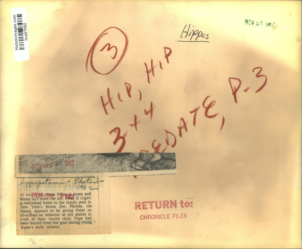 1962 Press Photo Hippos in pool in New York's Bronx Zoo - hca27692