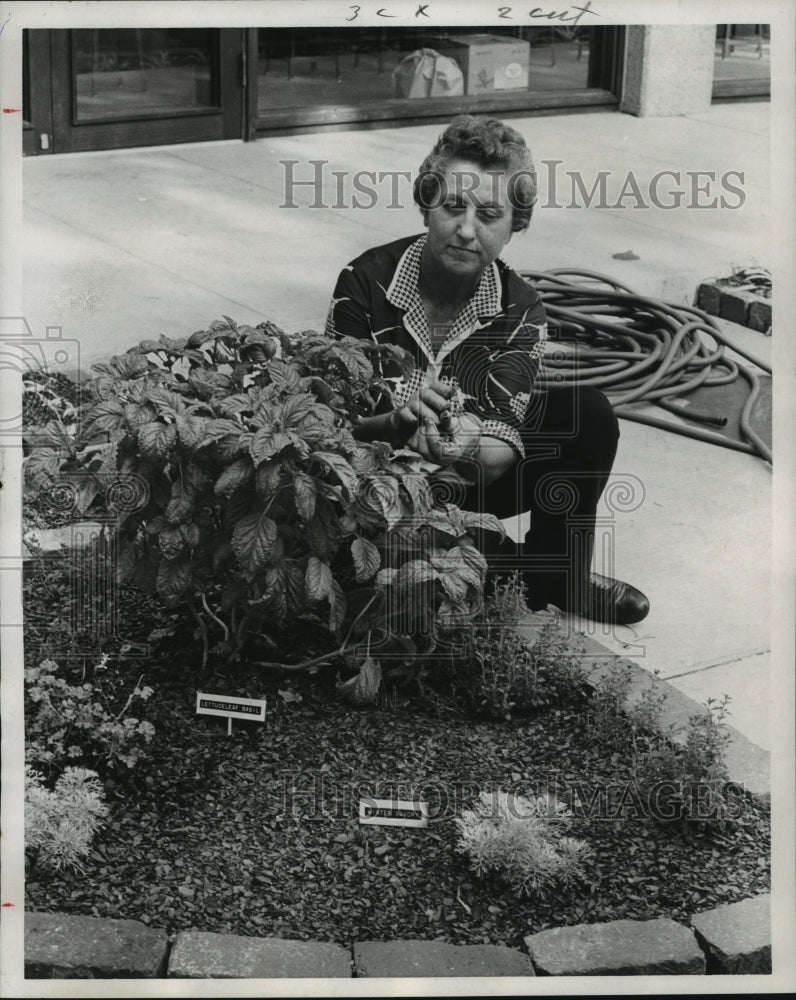1970 Press Photo Mildred Copeland tends herbs at Botanical Garden in Houston