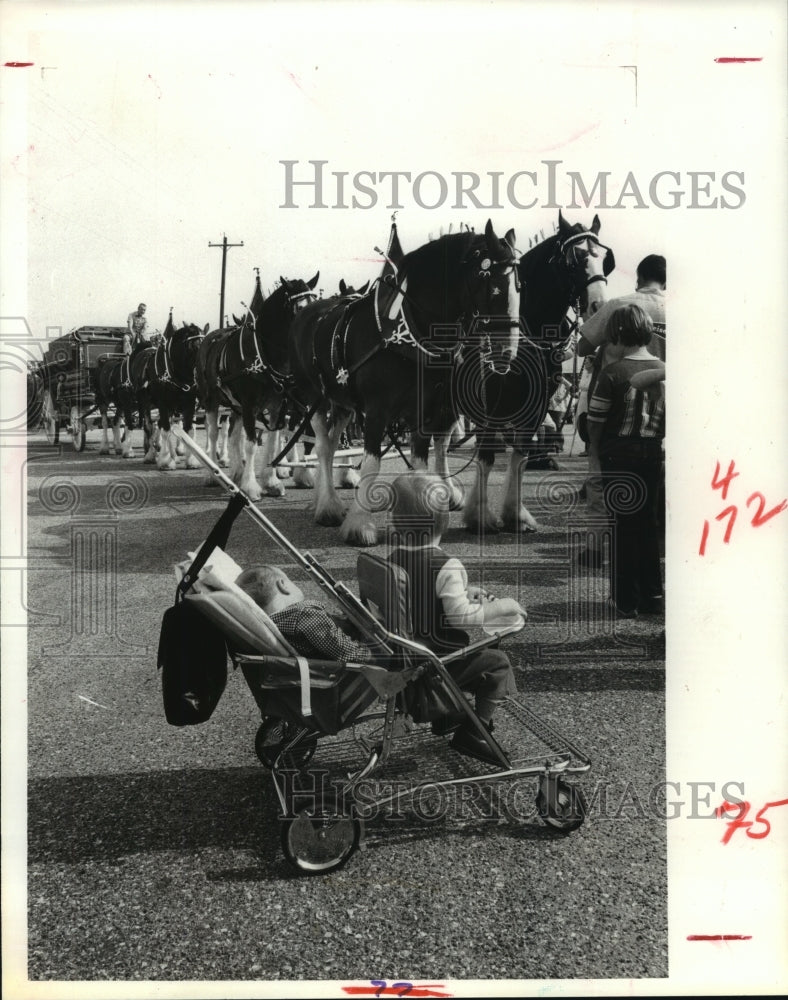 1977 Press Photo Kids in stroller watch Clydesdales pull wagon in Houston- Historic Images