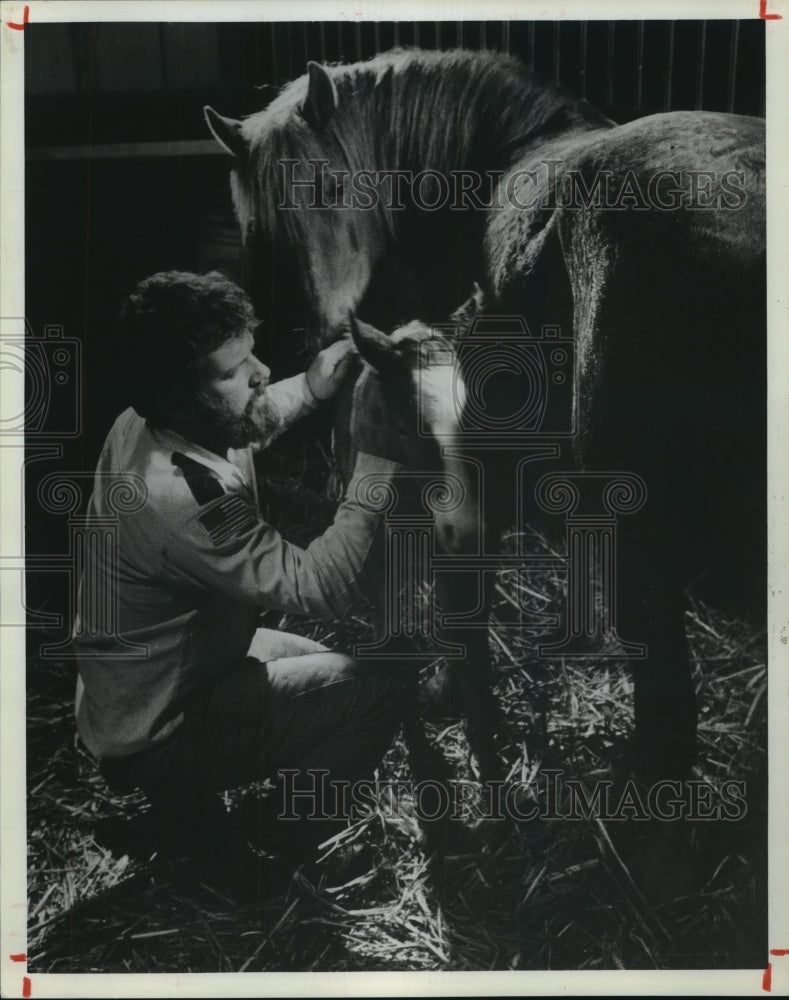 1982 Press Photo Tom O&#39;Carroll steadies newborn colt by colt&#39;s mother in Texas- Historic Images