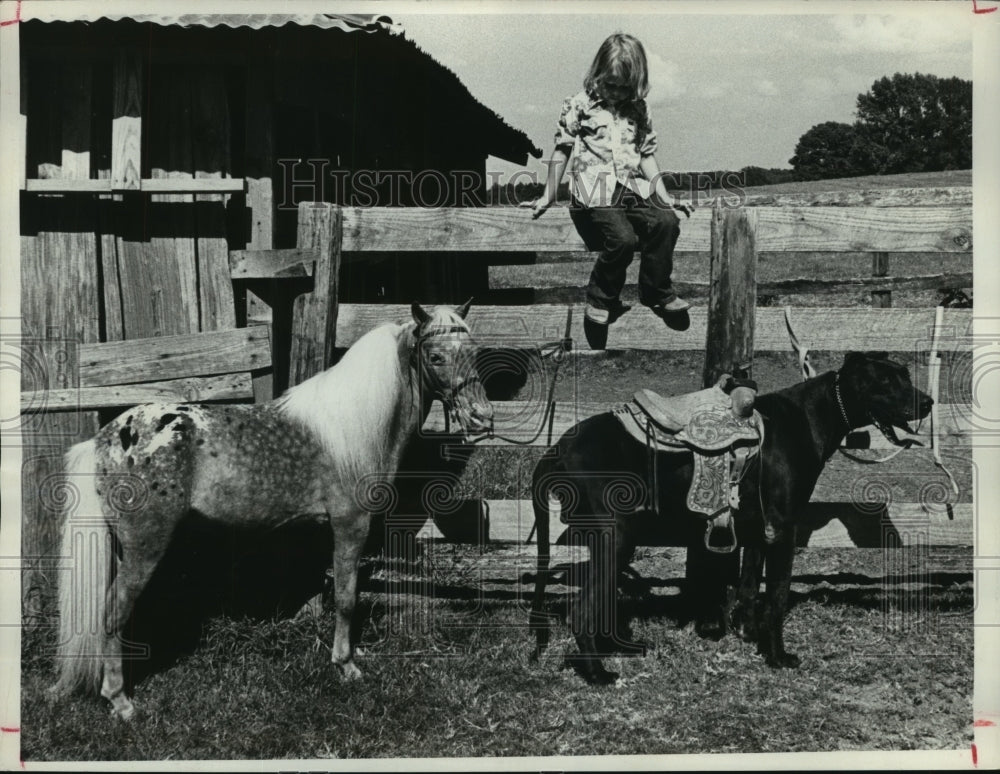 1979 Press Photo Child see miniature horse and saddled dog in corral - hca30942- Historic Images