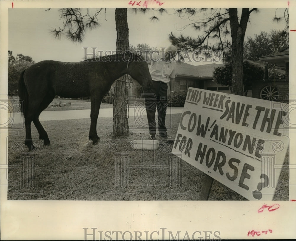 1973 Press Photo Jack Farr tends to horse in his Willowbend yard in Houston