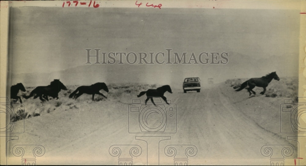 1975 Press Photo Mustangs run across dirt road while truck drives road- Historic Images