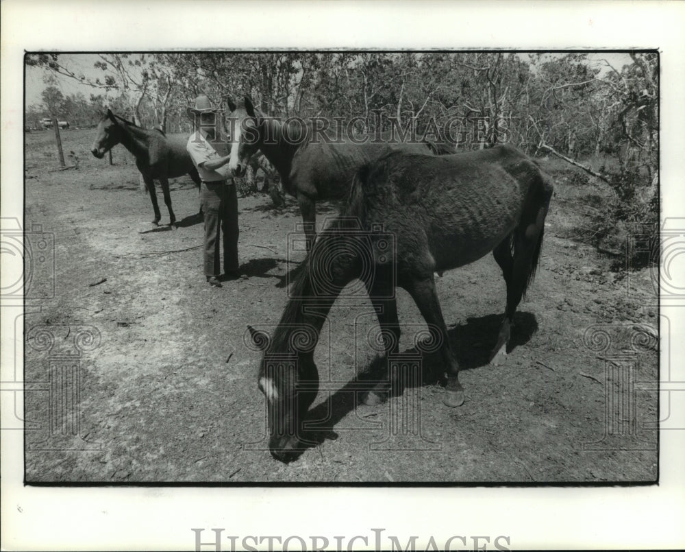 1984 Press Photo Rescues horses at Jeb&#39;s Acre Ranch in Dickinson, Texas- Historic Images