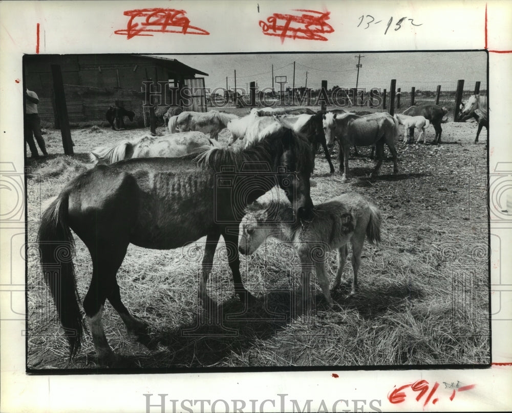 1981 Press Photo Rescued horses in Texas were severely malnourished - hca31454- Historic Images