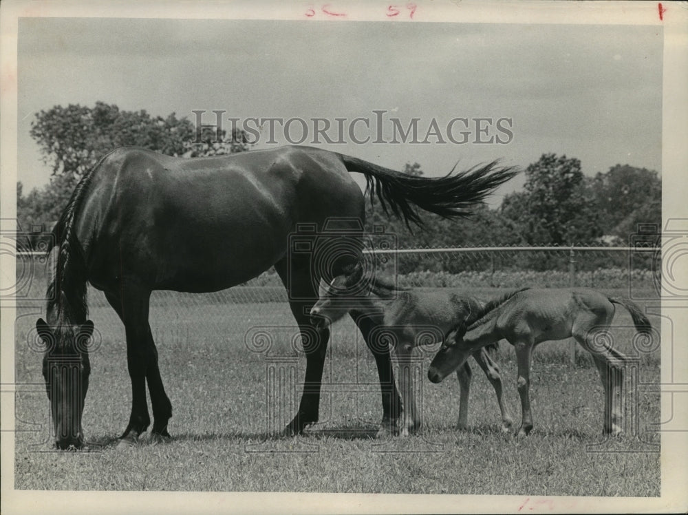 1973 Press Photo Sandra Gibson&#39;s horse with twin colts graze in Pasadena, TX- Historic Images