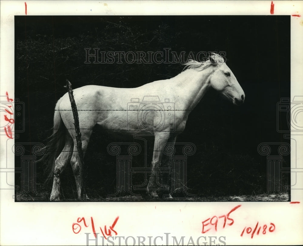 1981 Press Photo Horse stands in wind on Alexander Ranch near Frelsburg, Texas- Historic Images