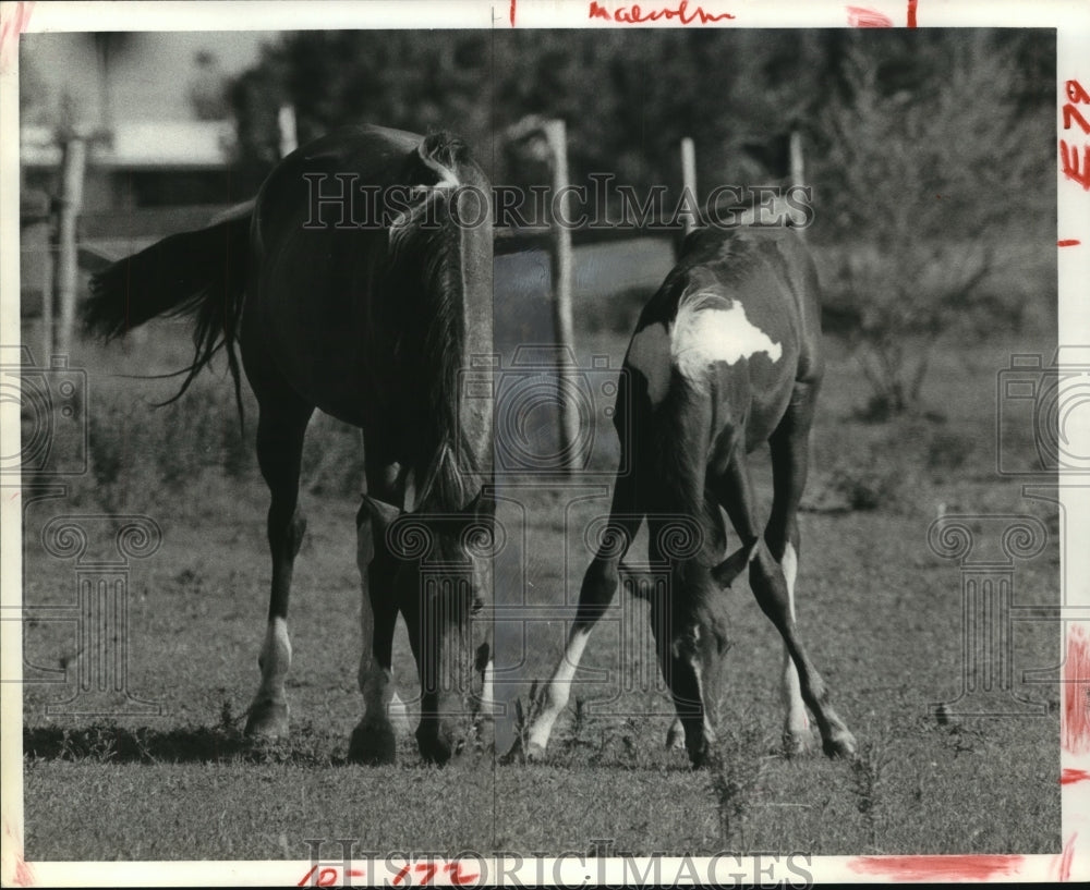1980 Press Photo Mother and colt graze in field in Harris County, Texas