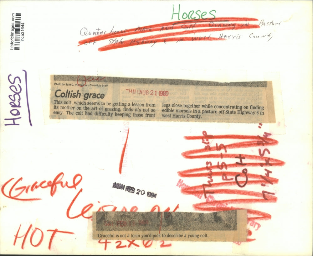 1980 Press Photo Mother and colt graze in field in Harris County, Texas