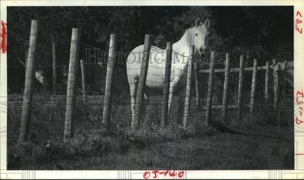 1981 Press Photo White horse looks over fence in pasture near Wallis, Texas- Historic Images