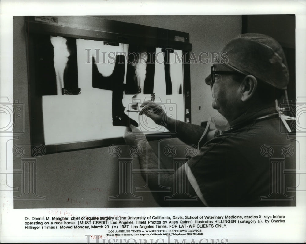 1987 Press Photo Equine surgeon Dr. Dennis Meagher at Univ. of California Davis- Historic Images