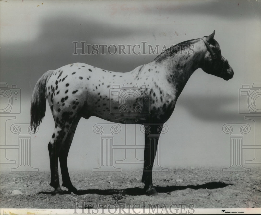 1962 Press Photo Pony that is cross between quarter horse and Arabian- Historic Images