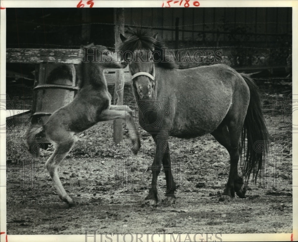 1980 Press Photo Playful colt with its mother in barn yard in Dickinson, Texas- Historic Images