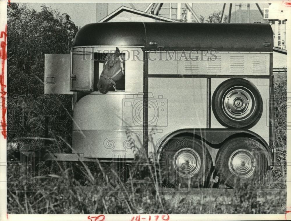 1980 Press Photo Horse look out horse trailer at train crossing in Hempstead, Tx- Historic Images