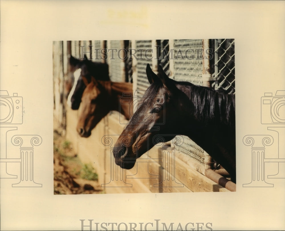 1988 Press Photo Horses hang their heads out their pens at the stable- Historic Images