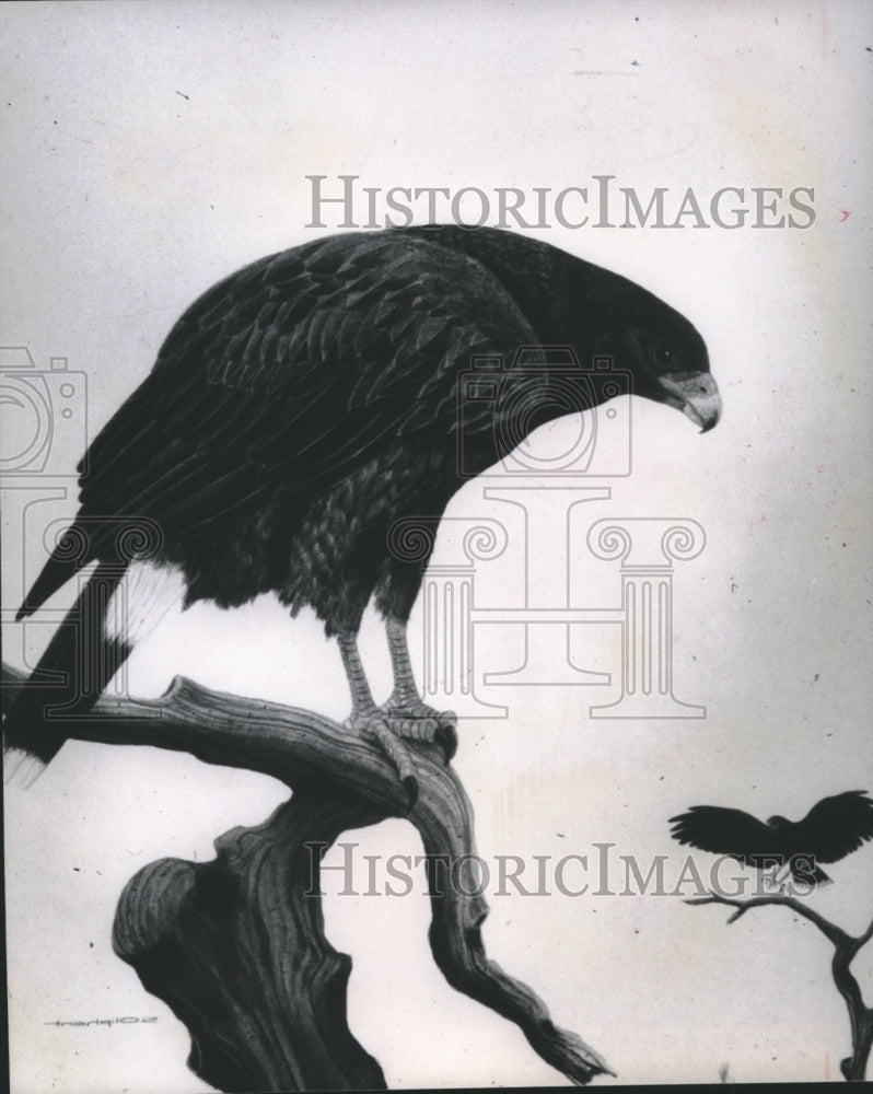 1966 Press Photo Hawk sits on mesquite tree limb in south Texas - hca33427