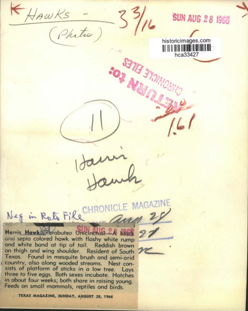 1966 Press Photo Hawk sits on mesquite tree limb in south Texas - hca33427