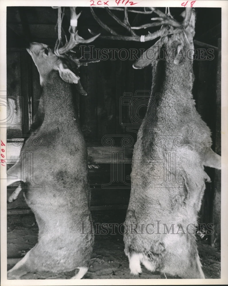 1968 Press Photo Two hanging deer - hca33596