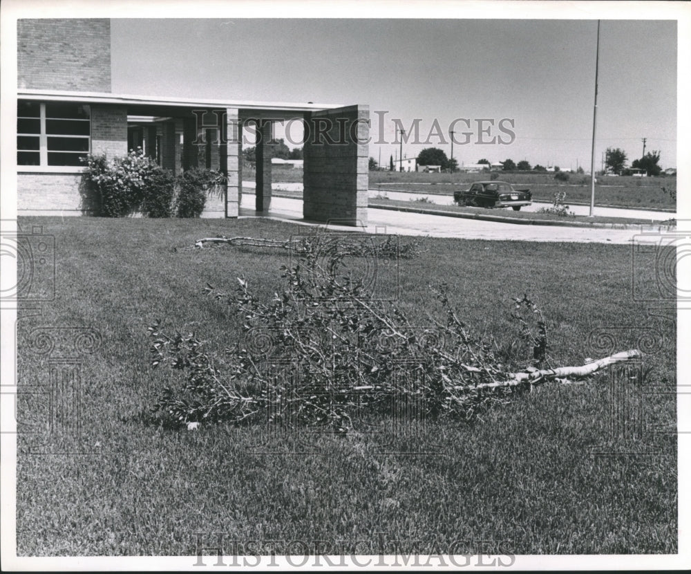 1961 Press Photo Tree branch in yard of Mt. Carmel High in Houston - hca33934
