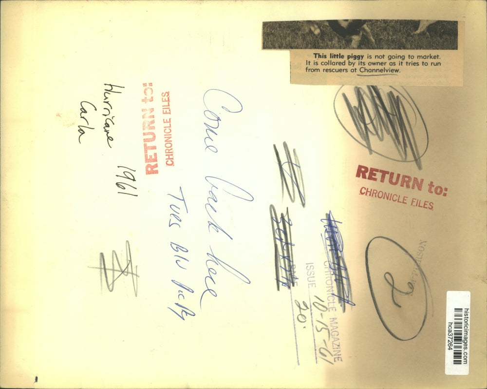 1961 Press Photo Owner rescues pig from flood in Channelview after hurricane