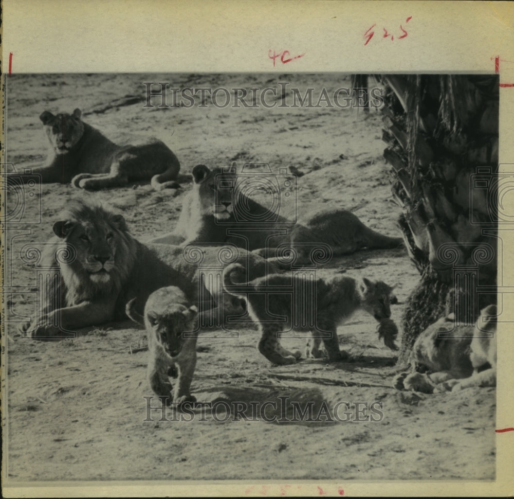 1971 Press Photo Adult lions and cubs at Lion Country Safari in California