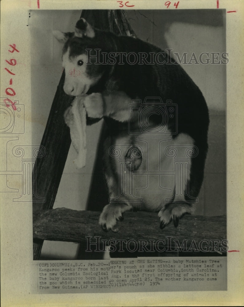 1974 Press Photo A baby Matchies Tree Kangaroo peeks from his mother's pouch
