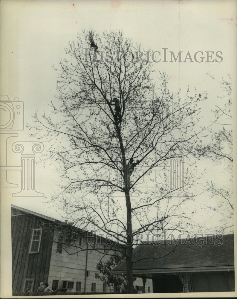 1970 Press Photo Sam, the monkey, at the top of a tree after he escaped his home