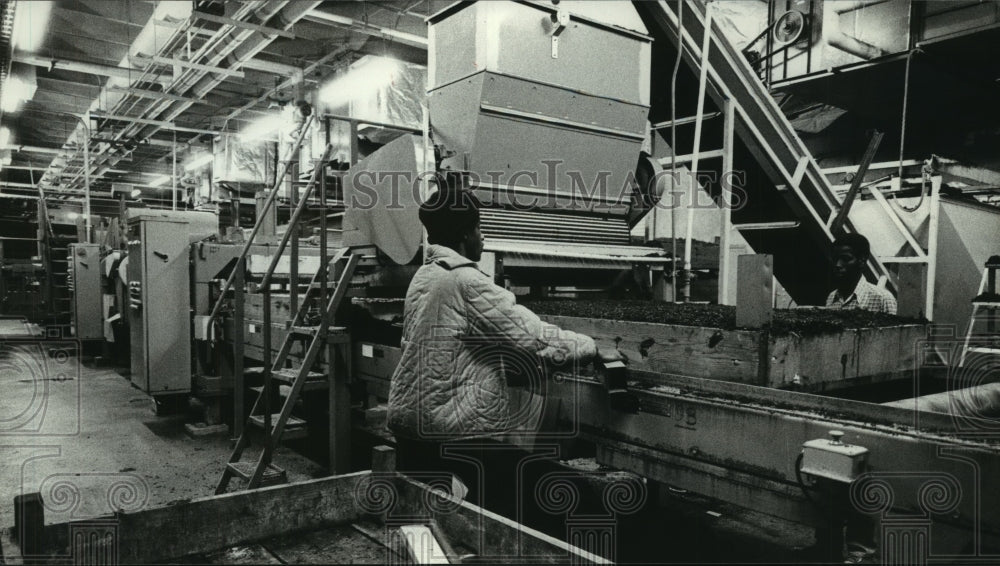 1976 Press Photo Employees at work in mushroom factory in Texas - hca45546